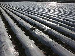 农业地膜革命：厌氧生物降解PE材料引领绿色创新